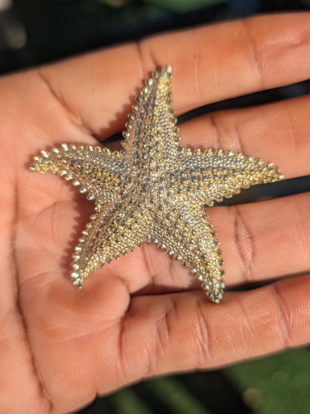 Gold Starfish Brooch Pin - Women's Accessory